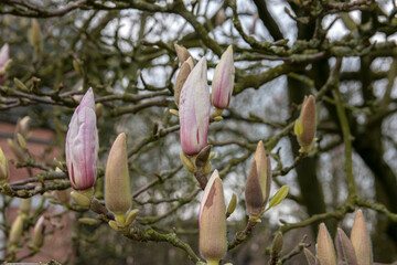 Fototapeta na wymiar Close Up Magnolia × Soulangeana