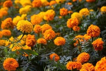 Background texture for day of the dead in mexico with cempasuchil flowers Damasquina Tagetes erecta