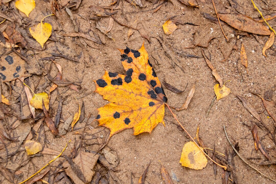 Maple leaf with black spots on the sand