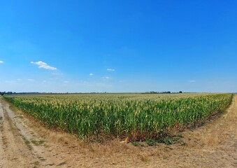 Fototapeta na wymiar Corn field and blue sky in Germany during Summer