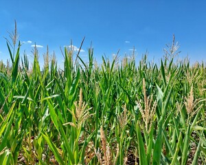 Corn field and blue sky in Germany during Summer