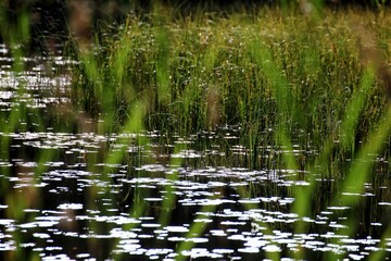 Water lilies reflecting sunlight and reed in a lake