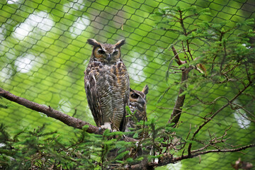 Great horned owl - West Virginia