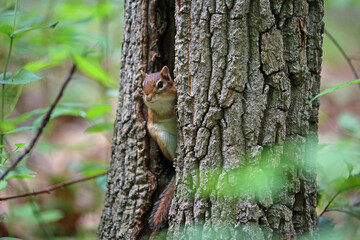 Chipmunk hiding in the tree - West Virginia