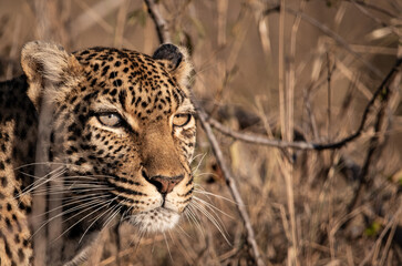 Leopard watching