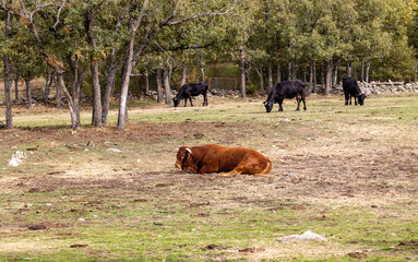 cows grazing in the Sierra de Guadarrama, Madrid, with the first colors of autumn