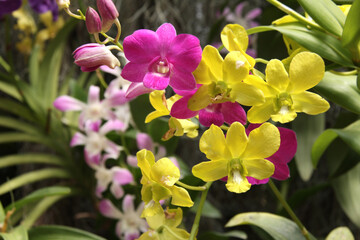Orchid flowers of purple and lilac colors on sunny nature background. Leaves of tropical plants and...
