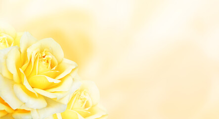 Horizontal banner with roses of yellow color on blurred background. Copy space for text. Mock up template