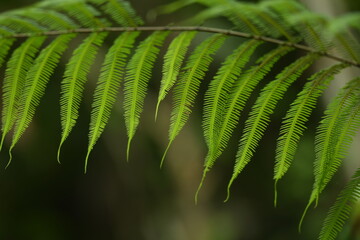 a commonly find type of  plant in or at the fringe of Borneo rain forest which  have unique shape and structure of leaves.