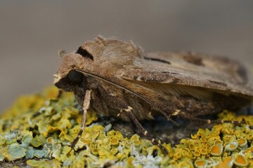 Closeup on the heart and dart owlet moth,Agrotis exclamationis, sitting on a lichen covered wood