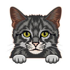 Obraz premium Domestic Cat Color Vector, Peeking Cats, Cats Breed, Pet Vector portrait, Cats Head