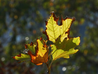 Autumn leaves with cobweb back light