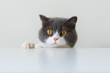 British shorthair cat lying on white table