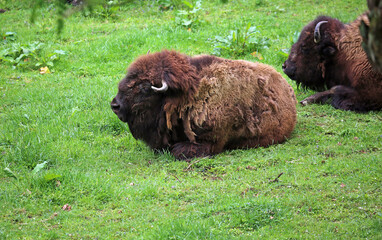 Buffalo on green grass - West Virginia