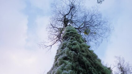 rotary low angle view of ancient tree full of green hairs and snow with blue sky and pink notes