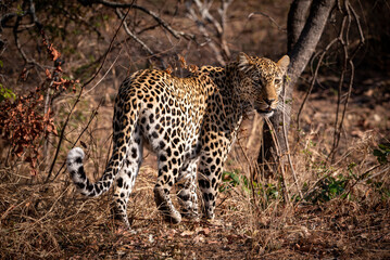Leopard watching back