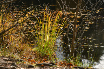 Autumn landscapes in the Sergeevka park on the territory of the former estate of the Leuchtenbergskys in the Leningrad region.