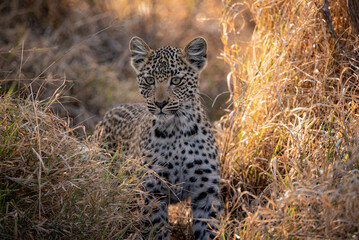 Leopard cub