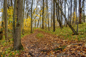 Fototapeta premium Autumn landscapes in the Sergeevka park in the Leningrad region.