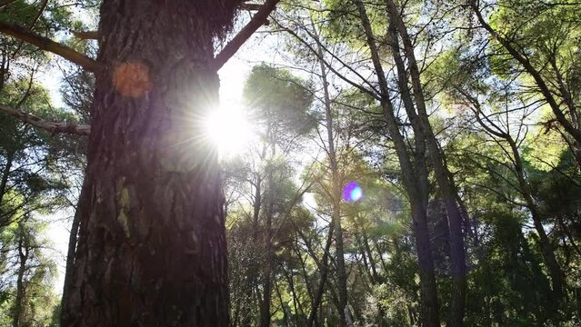 Sun light peeping through the side of a tree trunk in a pine wood.