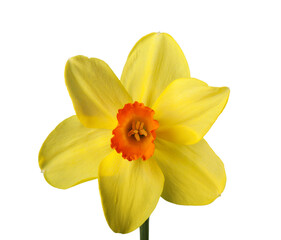 Naklejka na ściany i meble Yellow Daffodil isolated on White Background