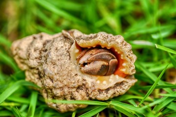 A live hermit crab (Pagurus), found on a residential lawn near the sea in the Philippines, inside...