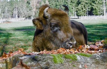 Wisent (europäisches Bison) im Eulbacher Park 