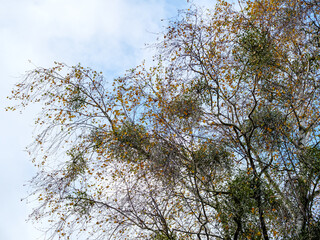 Bunches of mistletoe on tree branches against a blue sky