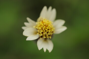 Fototapeta premium White and Yellow Flower