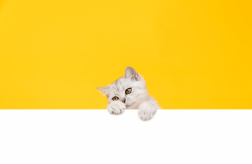 Small white kitten head with black stripes, paw up on blank white paper, cat Scottish fold breed on...