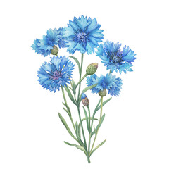 Bouquet with blue cornflower flowers (Centaurea cyanus, bachelor's button, knapweed or bluett). Watercolor hand drawn painting illustration isolated on white background. - obrazy, fototapety, plakaty