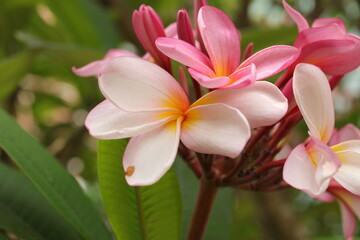 pink frangipani flower