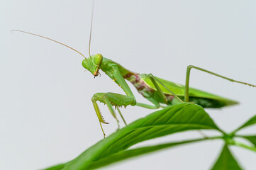 Green mantis crawling on leaves