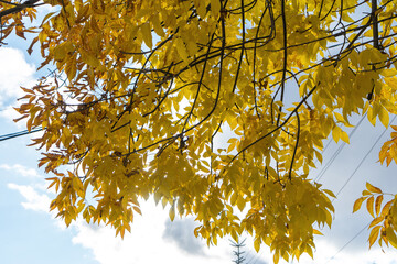 Yellow leaves on tree against blue sky with clouds. Golden autumn. Change of seasons