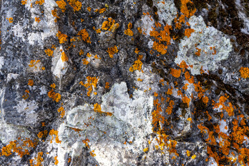 Orange fungus or mold on stone or rock on sunny day. Natural texture or background