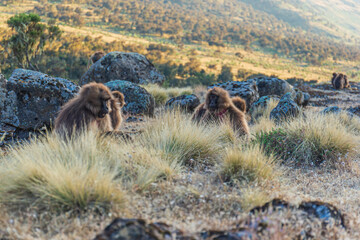 Group of Gelada Baboons at sunset in Ethiopia