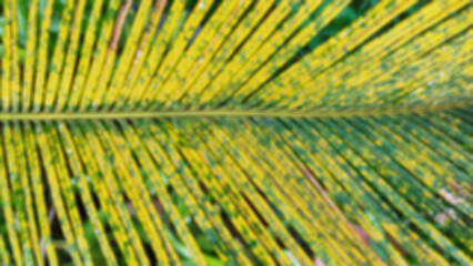 blur leaves of palm background abstract