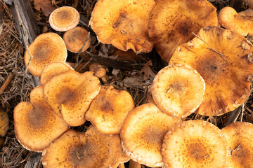 Close-up of mushrooms growing on a birch stump. Selective focus