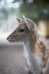 Portrait d'une biche de face en pleine nature