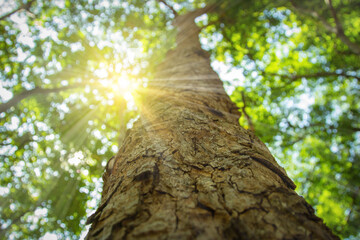 Bottom view, along the trunk, of the blurred fresh green foliage of a tree in the spring, with the...