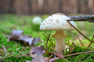A white mushroom standing alone in the forest on the forest floor. Moss, pine