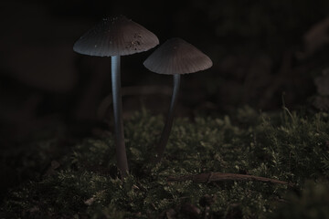 two filigree small mushrooms on moss with light spot in forest. Forest floor