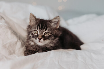 a cute gray kitten is lying in a white bed in a Santa hat with red Christmas gifts. Christmas card, symbol of the year