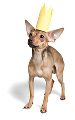 Chihuahua Wearing a Paper Crown