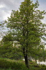 Dawn on the river. the sun's rays illuminate the trees and the pond in the early morning.