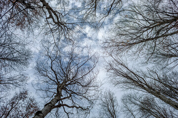 Obraz premium Silhouette of tree branches in winter on blue sky with clouds