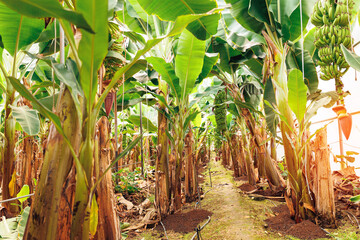 Plantation banana tree with row growing ripe yellow fruits sunlight. Concept agriculture in greenhouses in Turkey