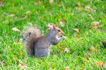 Naklejka na ściany i meble Squirrel in Hyde Park. London, England