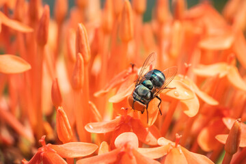 Oriental latrine fly on the beautiful red Ixora Chinensis flower