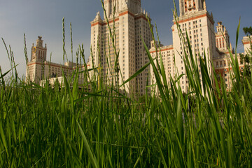Green grass close up. Bottom-up view of the Main building of Moscow State University through the grass. Stalin's high-rise building. Moscow, Russia.